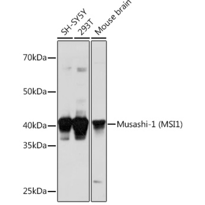 Musashi-1 (MSI1) Rabbit Polyclonal Antibody