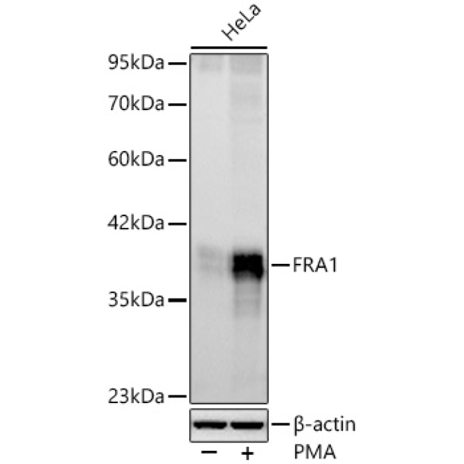 FRA1 Rabbit Monoclonal Antibody