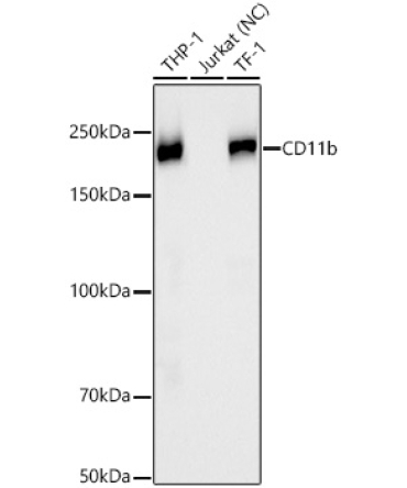 CD11b Rabbit Monoclonal Antibody