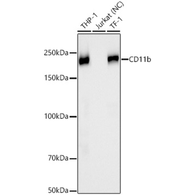 CD11b Rabbit Monoclonal Antibody