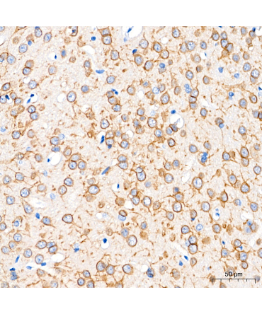 Kv2.1/KCNB1 Mouse Monoclonal Antibody