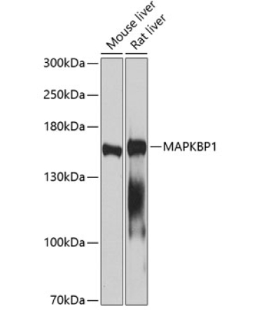 MAPKBP1 Rabbit Polyclonal Antibody