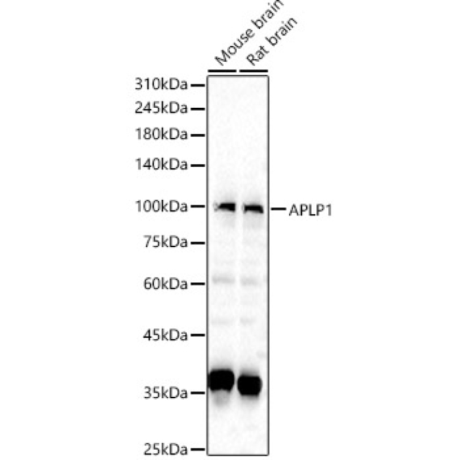 APLP1 Rabbit Polyclonal Antibody