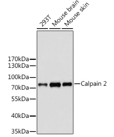 Calpain 2 Rabbit Polyclonal Antibody