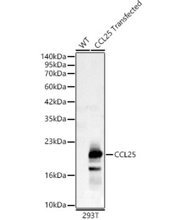 CCL25 Rabbit Polyclonal Antibody