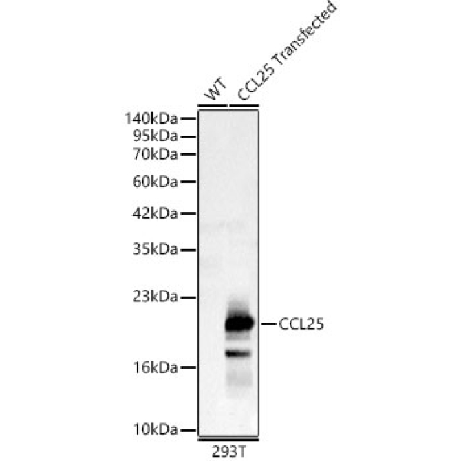 CCL25 Rabbit Polyclonal Antibody