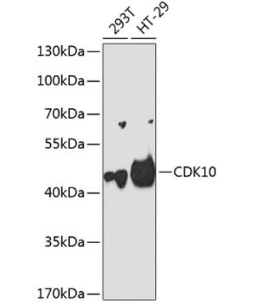 CDK10 Rabbit Polyclonal Antibody