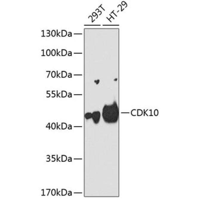 CDK10 Rabbit Polyclonal Antibody