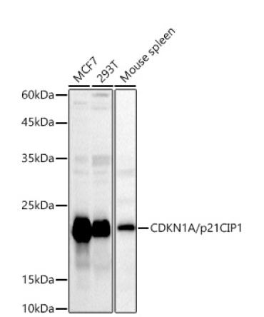 CDKN1A/p21CIP1 Rabbit Polyclonal Antibody