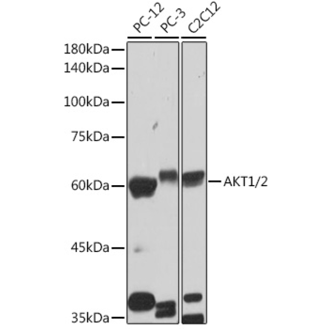 AKT1/2 Rabbit Monoclonal Antibody
