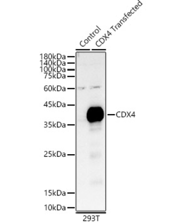 CDX4 Rabbit Polyclonal Antibody
