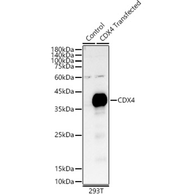 CDX4 Rabbit Polyclonal Antibody