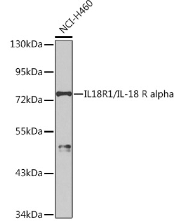 IL18R1/IL-18 R alpha Rabbit Polyclonal Antibody