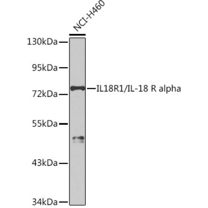 IL18R1/IL-18 R alpha Rabbit Polyclonal Antibody