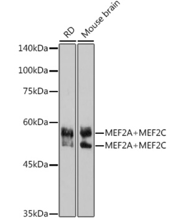 MEF2A+MEF2C Rabbit Monoclonal Antibody