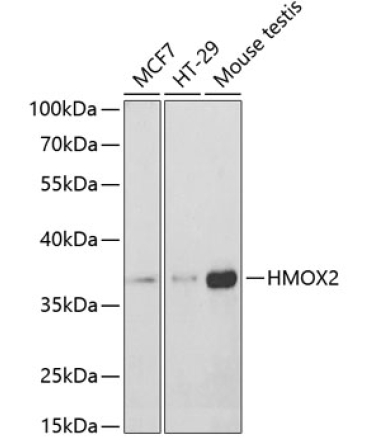 HMOX2 Rabbit Polyclonal Antibody