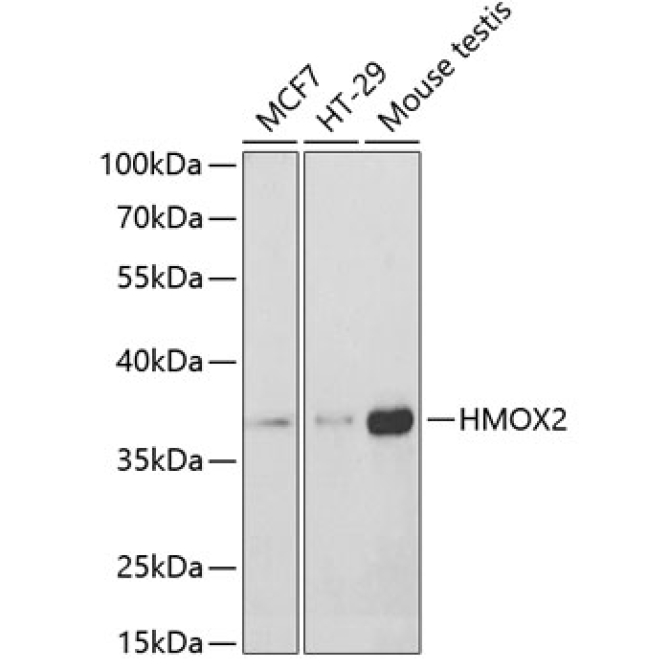 HMOX2 Rabbit Polyclonal Antibody