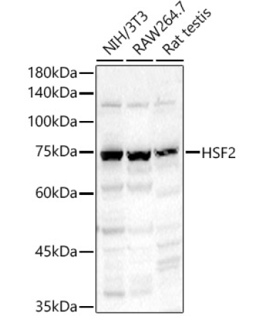 HSF2 Rabbit Polyclonal Antibody
