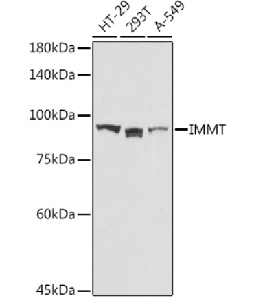 IMMT Rabbit Polyclonal Antibody
