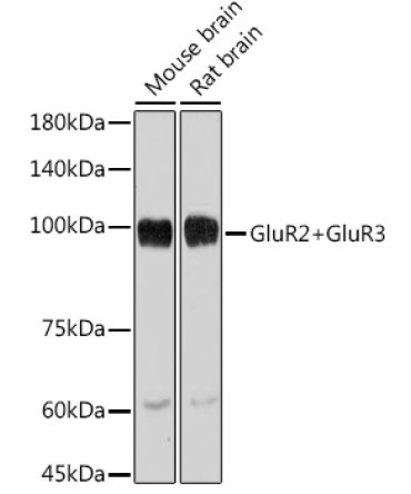GluR2+GluR3 Rabbit Monoclonal Antibody