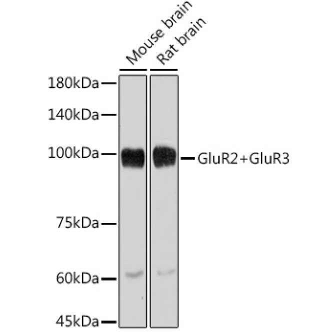 GluR2+GluR3 Rabbit Monoclonal Antibody