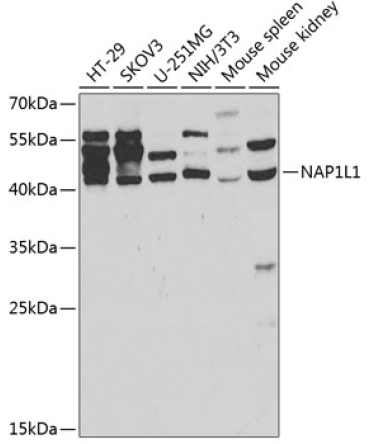 NAP1L1 Rabbit Polyclonal Antibody