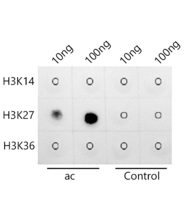 Acetyl-Histone H3-K27 Rabbit Monoclonal Antibody