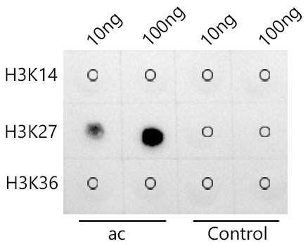 Acetyl-Histone H3-K27 Rabbit Monoclonal Antibody