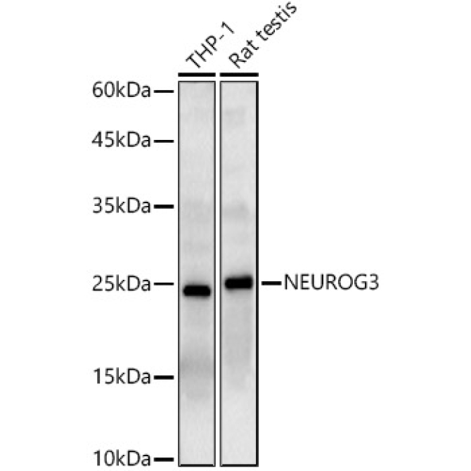 NEUROG3 Rabbit Polyclonal Antibody