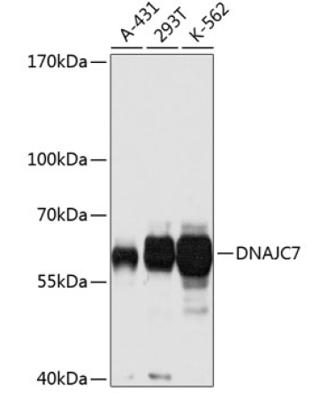DNAJC7 Rabbit Polyclonal Antibody