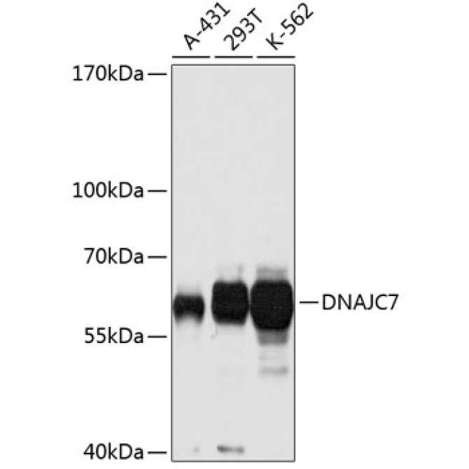 DNAJC7 Rabbit Polyclonal Antibody