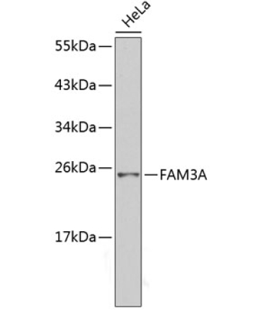 FAM3A Rabbit Polyclonal Antibody