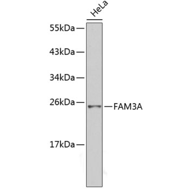 FAM3A Rabbit Polyclonal Antibody