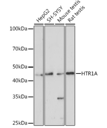 HTR1A Rabbit Polyclonal Antibody