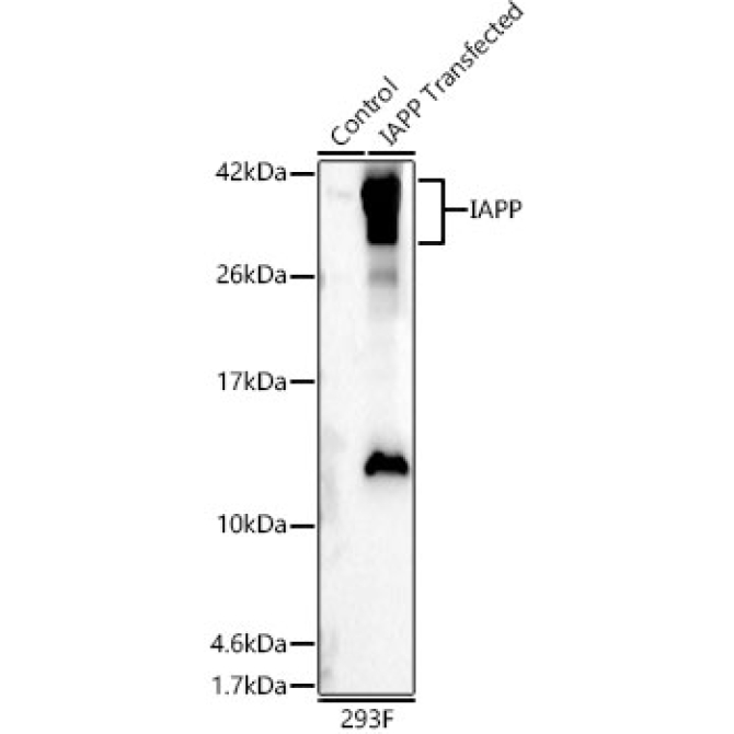 IAPP Rabbit Polyclonal Antibody