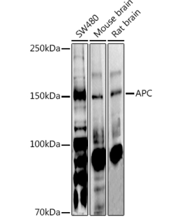 APC Rabbit Polyclonal Antibody