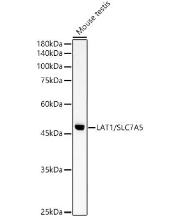 LAT1/SLC7A5 Rabbit Polyclonal Antibody