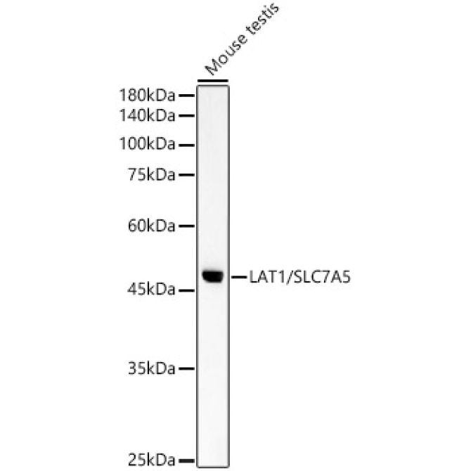 LAT1/SLC7A5 Rabbit Polyclonal Antibody