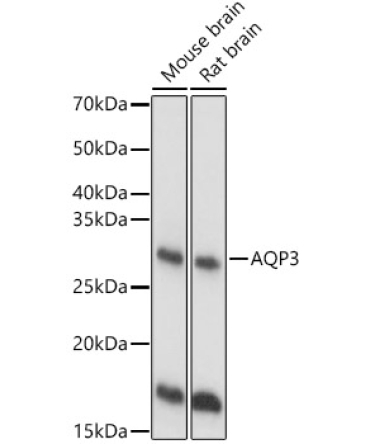 AQP3 Rabbit Polyclonal Antibody