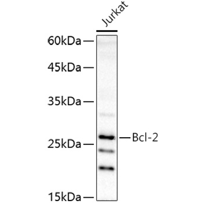 Bcl-2 Rabbit Polyclonal Antibody