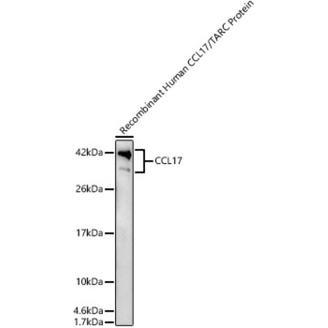 CCL17 Rabbit Polyclonal Antibody