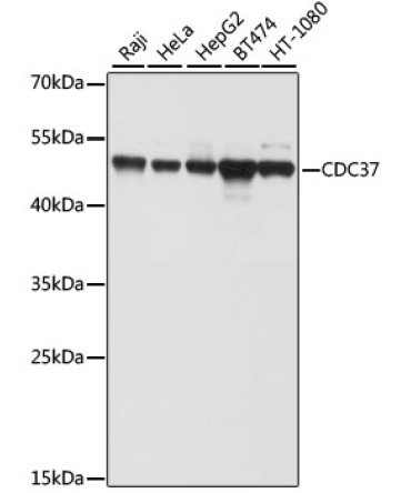 CDC37 Rabbit Polyclonal Antibody