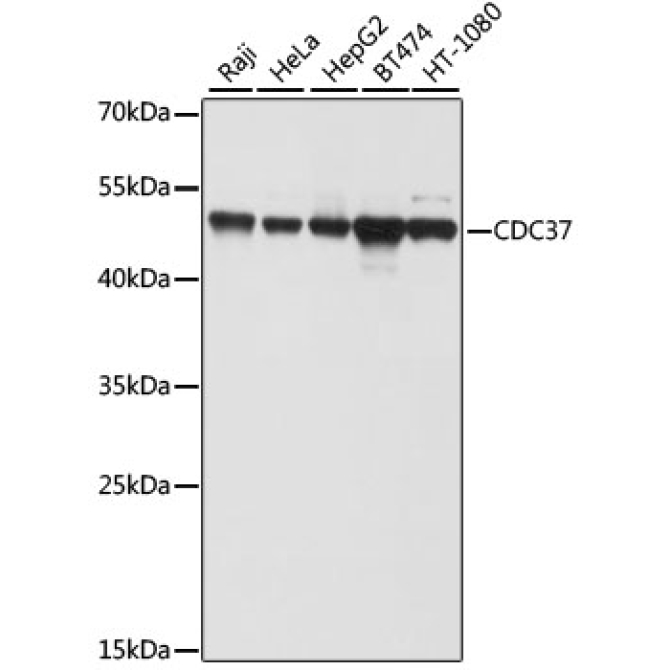 CDC37 Rabbit Polyclonal Antibody