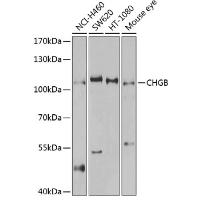 CHGB Rabbit Polyclonal Antibody