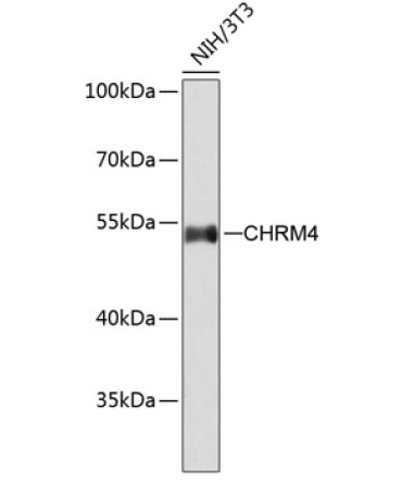 CHRM4 Rabbit Polyclonal Antibody