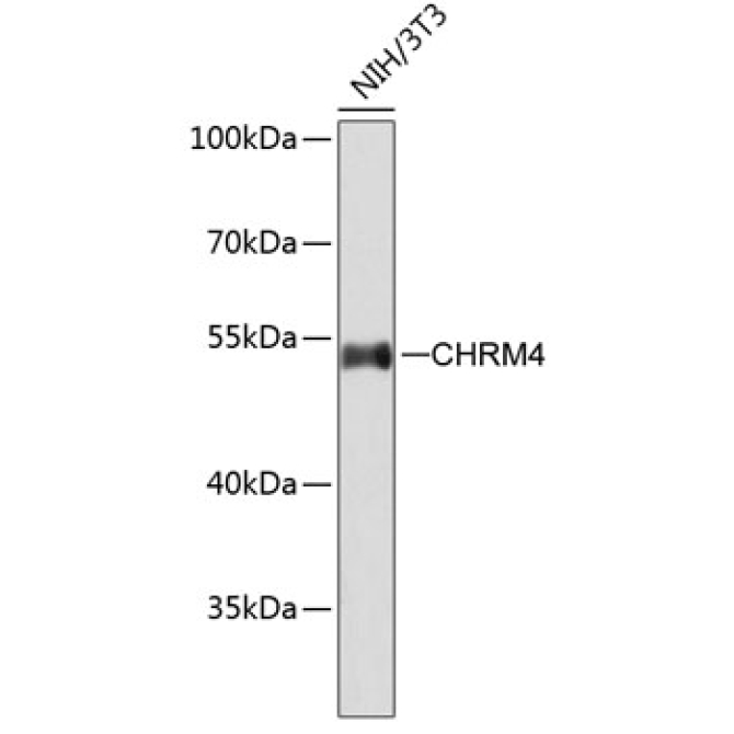 CHRM4 Rabbit Polyclonal Antibody