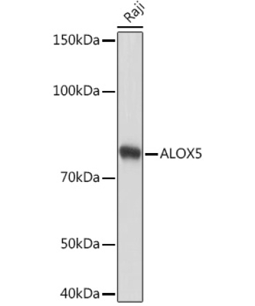 ALOX5 Rabbit Monoclonal Antibody