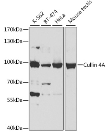 Cullin 4A Rabbit Polyclonal Antibody