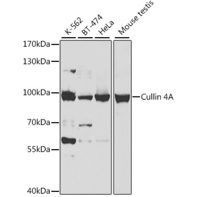 Cullin 4A Rabbit Polyclonal Antibody