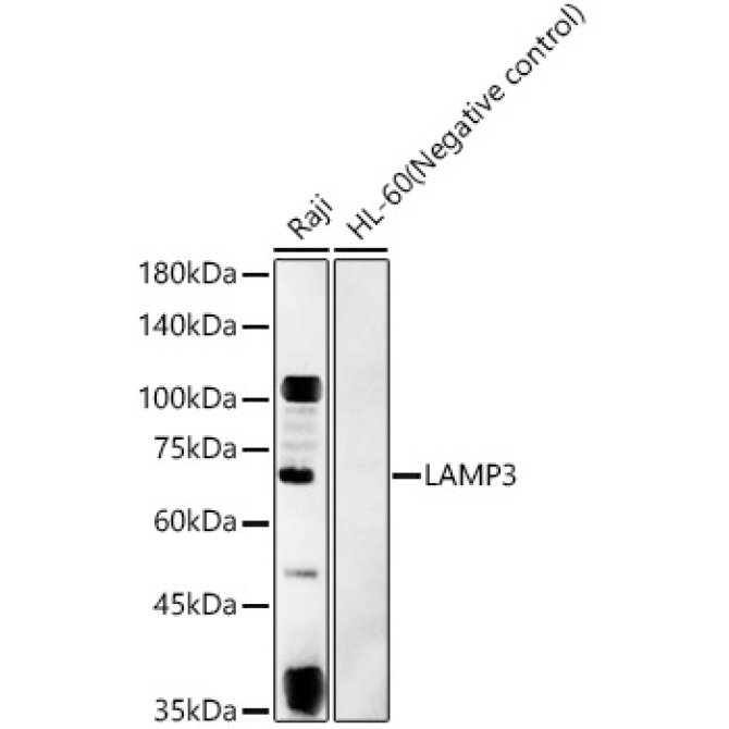 LAMP3 Rabbit Polyclonal Antibody
